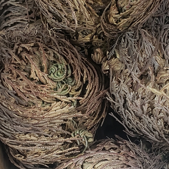 Rose Of Jericho - Picture 3 of 8